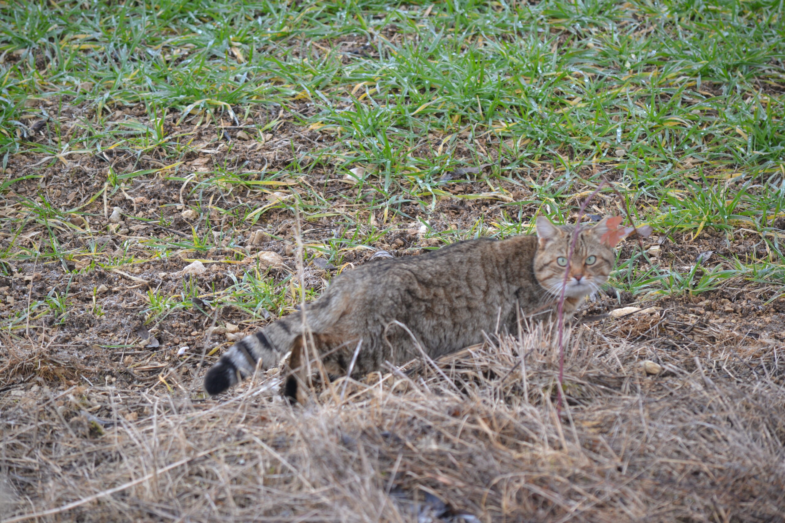 Chat sauvage ou pas ?